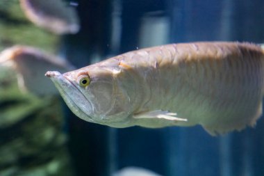 Gümüş arowana, Osteoglossum bisiroz, Cenova, Ligurya, İtalya ve Avrupa Akvaryumu 'nda