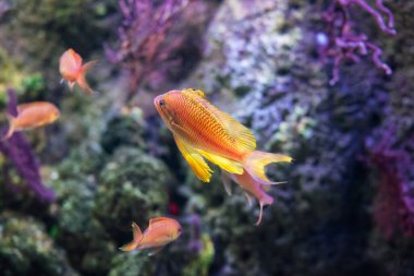 Serranidae balığı, Pseudanthias squamipinnis, Cenova, Liguria, İtalya, Avrupa Akvaryumu 'nda