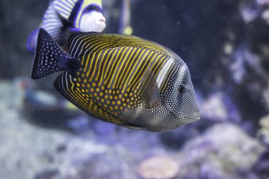 Kaplan cerrah balığı, zebrasoma desjardini, Cenova, Ligurya, İtalya, Avrupa Akvaryumu 'nda