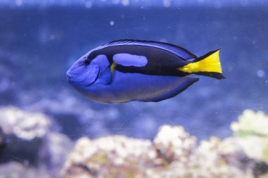 Mavi Cerrah Balığı, Paracanthurus hepatus, Cenova Akvaryumu, Liguria, İtalya, Avrupa