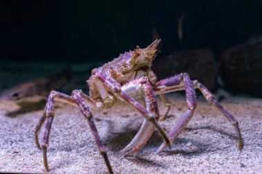 Karanlık arka planda deniz yengeci, yengeç, Maja şaşı, Cenova Akvaryumu, Liguria, İtalya, Avrupa