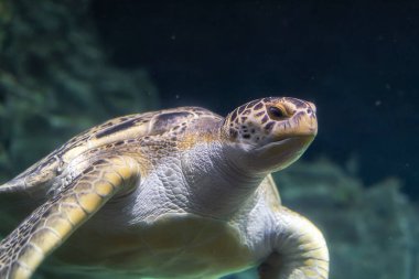 Akvaryumdaki bir kaplumbağa, Loggerhead Turtle, Livorno Akvaryumu, Tuscany, İtalya, Avrupa