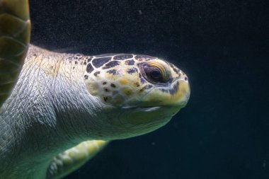Akvaryumdaki bir kaplumbağa, Loggerhead Turtle, Livorno Akvaryumu, Tuscany, İtalya, Avrupa