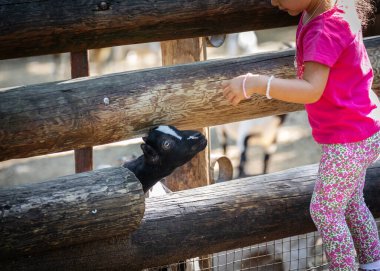 Keçisi olan kız, Pistoia Hayvanat Bahçesi, Toskana, İtalya, Avrupa