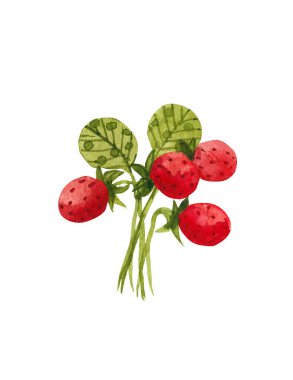 Bir dal üzerinde suluboya çilekler