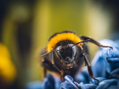 Yaban arısının makroyu kapat, sarı, yeşil arka plan.