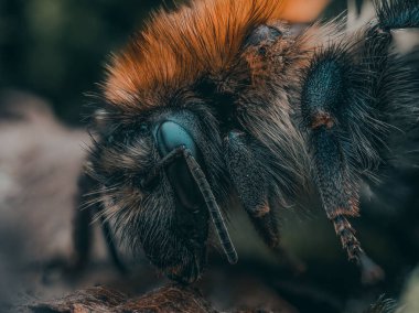 Makro yaban arısı, uzun bir yaz gününden sonra dinleniyor, yazın sonunda.