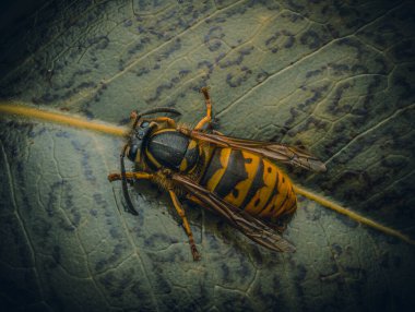 Yaz mevsiminde yaprağın üzerinde soğuyan eşekarısı..