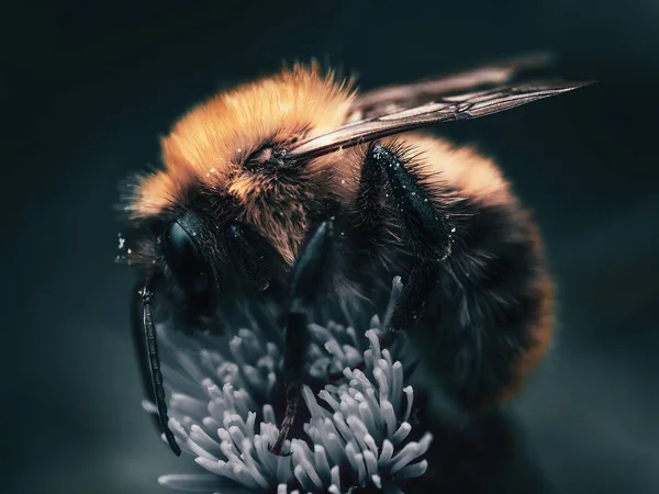 Güzel yaban arısı, çiçeğin üzerinde dinleniyor, yazın sonunda, kapan, makro.