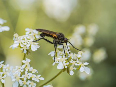 Çiçeklerle, ormanlarla, makrolarla beslenen sinek..