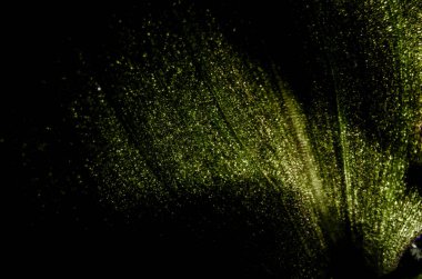 Yeşil yaprak arkaplanını kapat