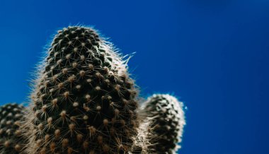 Hipster Kaktüs bitkisi. Logonuzu yerleştireceğiniz yer