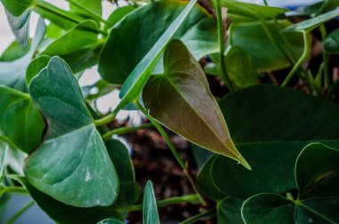 Yapraklar güzel bir desen oluşturuyor..