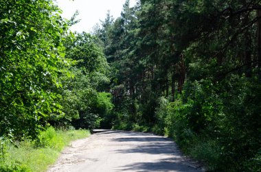 Sıcak bir yaz gününde, yeşil bir ormanda yol