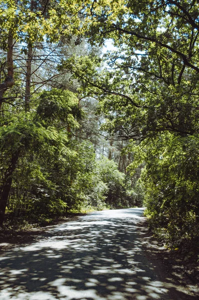 Estrada em uma floresta verde em um dia quente de verão — Fotografia de Stock