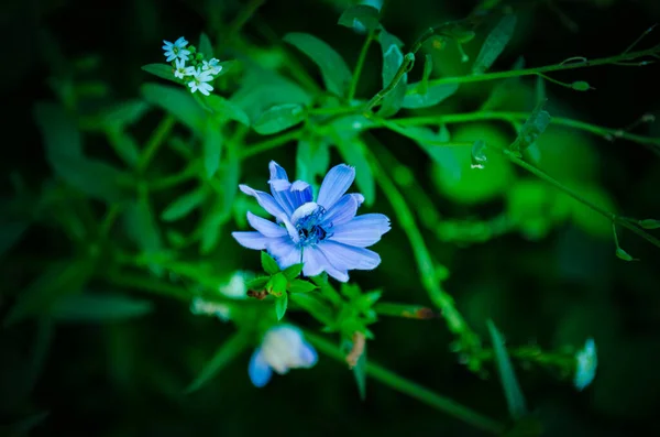 Синя дика квітка в зеленій траві Стокове Фото