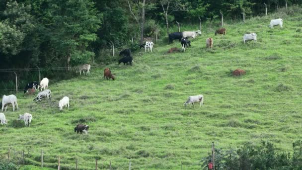 時間丘の斜面に草を食べ 別の場所に移動する牛のラップビデオは 牧草地を残します 放牧牛 ブラジル牛 — ストック動画