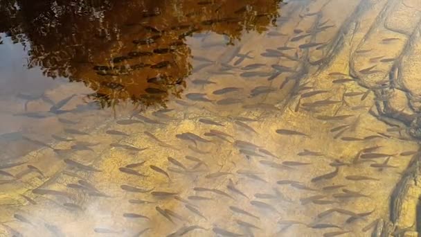 Movimento Lento Pequenos Peixes Alevinos Nadando Peixes Paisagem Filmados Capitolio — Vídeo de Stock