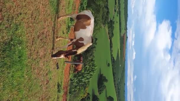 Pionowe Wideo Zwierzęta Gospodarskie Żywiące Się Trawą Pięknym Górskim Krajobrazie — Wideo stockowe