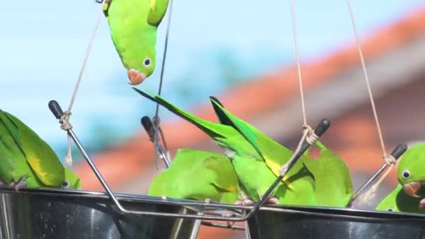 庭の一時停止フィーダーで種子に餌を与える緑のパケット鳥の群れ — ストック動画