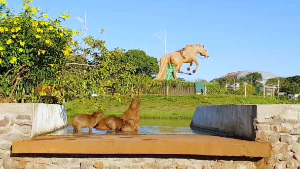 Campo Grande Brazília 2021 Február Capybaras Csoport Eszik Leveleket Fából — Stock videók
