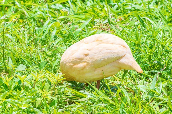 Bílý Guineafowl Pták Hlavou Skloněnou Vypadá Jako Měl Hlavu Zabořenou — Stock fotografie