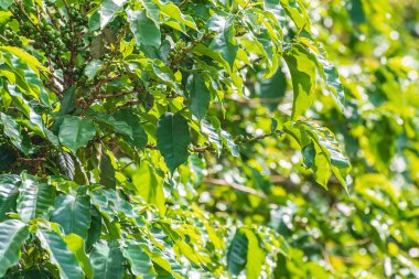 Kahve tarlasının yeşil kahve meyveleri, Minas Gerais eyaletinde üretilen Brezilya mineiro kahvesi. Sao Roque de Minas şehir bölgesinin kırsal alanı.