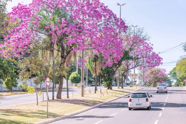 Campo Grande - MS, Brezilya - 4 Temmuz 2021: Mato Grosso Bulvarı, Caranda Bosque Mahallesi 'ndeki bir Ipe ağacının güzel pembe çiçekleri. Şehrin ağaç sembolü..