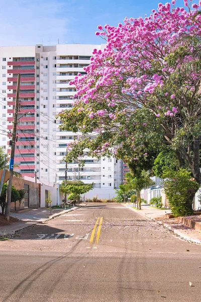 Ipe Strom Růžovými Květy Sousedním Chodníku Campo Grande City Brazílie — Stock fotografie