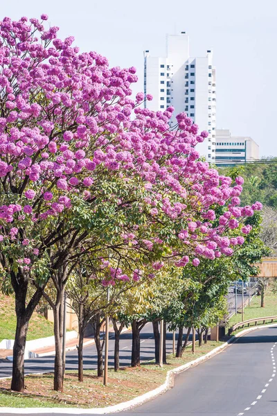 Bel Arbre Ipe Aux Fleurs Roses Campo Grande Ville Brésil — Photo