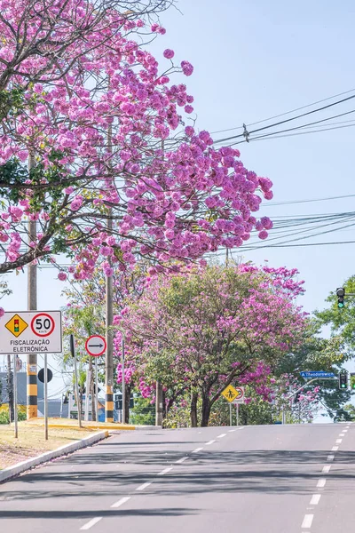 Campo Grande Brasil Julio 2021 Hermosas Flores Rosadas Ipe Trees — Foto de Stock