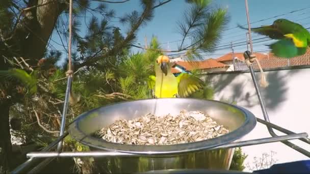 Yavaş Çekimde Ayçekirdeği Kasesinin Üzerinde Uçan Yeşil Muhabbet Kuşu Sürüsü — Stok video