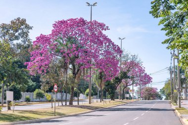Ipe ağacının güzel pembe çiçekleriyle dolu geniş bir cadde manzarası. Fotoğraf: Mato Grosso Bulvarı, Campo Grande Şehri, MS-Brezilya. Şehrin ağaç sembolü..