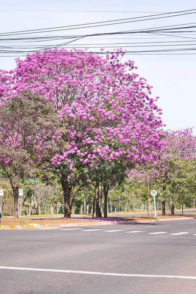 Vista Ipe Con Flores Rosadas Macizo Central Flores Park Campo — Foto de Stock