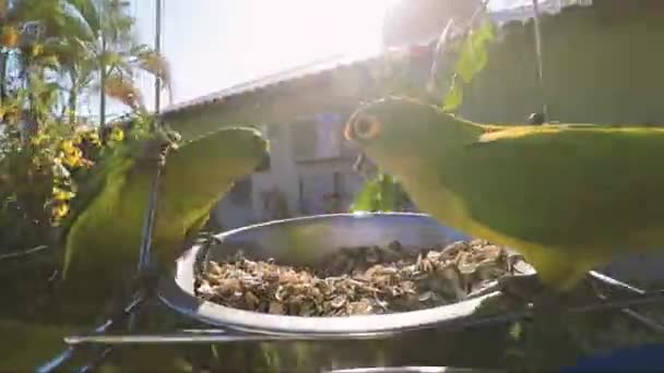 Muhabbet Kuşları Ayçiçeği Çekirdeklerini Yerken Kase Iplerle Asılı Havada Hızla — Stok video