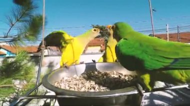 Muhabbet kuşları arka bahçede bir kase ayçiçeği çekirdeği için birbirlerini gagalıyorlar..