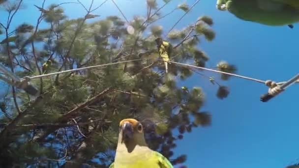 Ağaç Dallarındaki Yeşil Muhabbet Kuşlarının Ayçiçeği Tohumu Yiyen Muhabbet Kuşlarının — Stok video