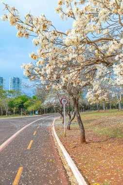 Campo Grande, MS, Brezilya - 05 Eylül 2021: Yerli Milletler Parkı 'ndaki yürüyüş ve bisiklet yolunun yanındaki Beyaz Ipe Ağaçları.