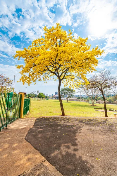 Hermoso Árbol Amarillo Ipe Símbolo Del Árbol Ciudad Campo Grande — Foto de Stock