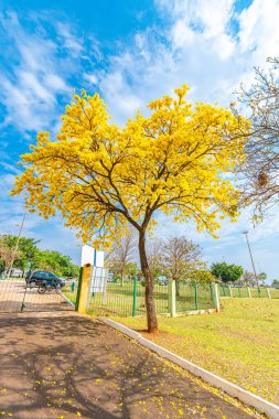 Campo Grande, MS, Brezilya - 05 Eylül 2021: Yerli Milletler Parkı 'nın Guarani girişinin yanındaki güzel sarı Ipe ağacı.