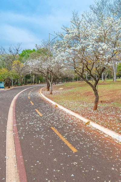 Campo Grande Brasil Septiembre 2021 White Ipe Trees Junto Sendero — Foto de Stock