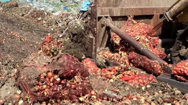 Las Ruedas Excavadora Giran Las Orugas Presionan Paquetes Con Cebollas — Vídeo de stock