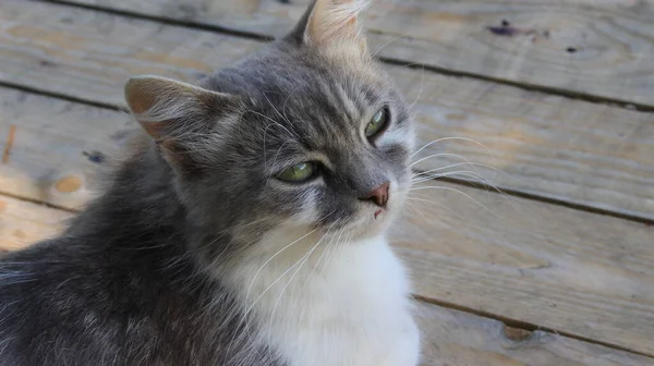 Calm, wise cat look, good background for your projects.