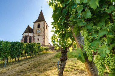 Hunawihr 'deki Saint-Jacques-le-Major ortaçağ kilisesi yakınlarındaki yeşil üzüm demetleri, Fransa' nın Alsace bölgesinde Ribeauville, Riquewihr ve Colmar üzüm bağları arasında bir köy.