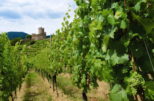 Summer View Medieval Castle Ruins Vines Vineyard Keysersberg Famous Winemaking — Stock Photo, Image