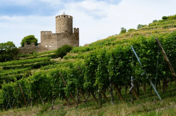 Letni Widok Średniowiecznych Ruin Zamku Między Winoroślami Winnicy Keysersberg Słynnej — Zdjęcie stockowe