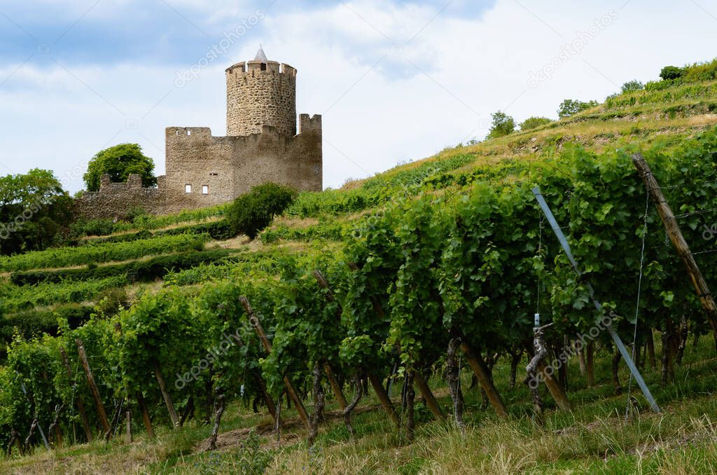 Summer view of the medieval castle ruins between the vines of the vineyard of Keysersberg, famous winemaking village in Alsace, near Colmar (France) 