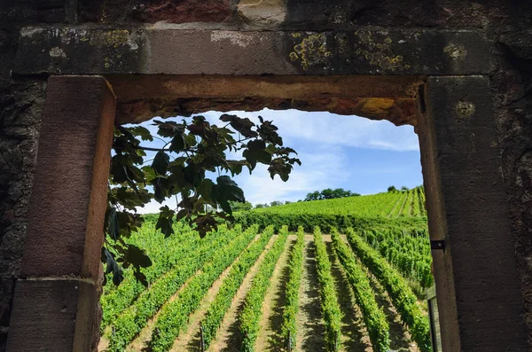 Sommar Utsikt Genom Stenmur Fönster Vingårdar Alsace Frankrike — Stockfoto