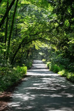 Yaz yürüyüşü, ağaçların gölgesi