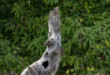 Su ve rüzgarla yıpranmış, kumların üzerinde sürüklenen bir parça ağaç, doğal dokuları, kıyı manzarasını ve sakin manzaraları çağrıştırıyor..